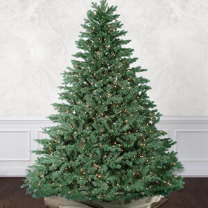 emerald vermont spruce