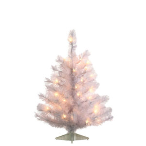 white colorado spruce