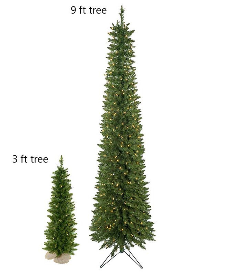 arrow spruce arrow spruce