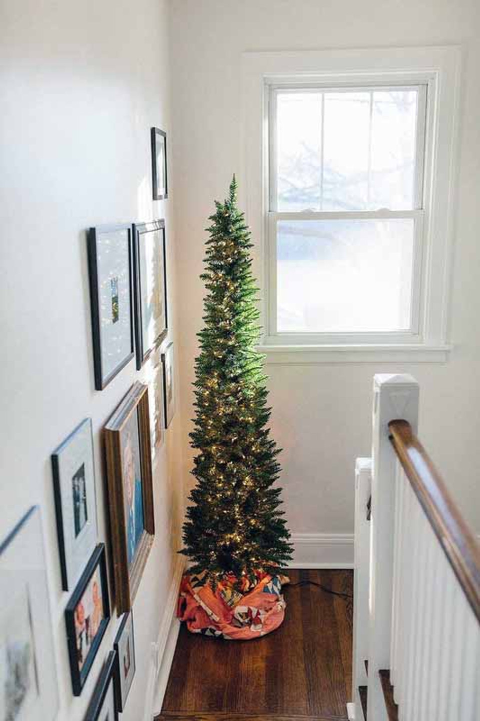 arrow spruce arrow spruce