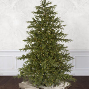 enchanted white spruce