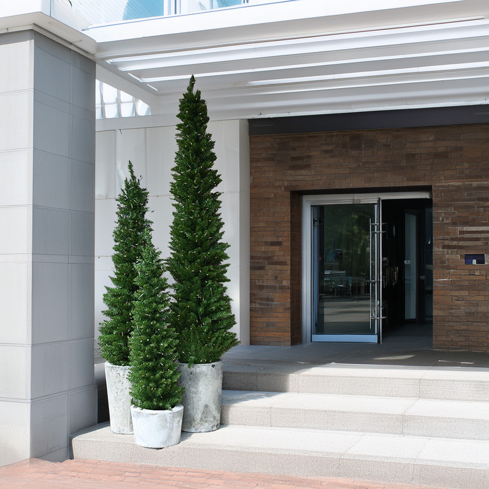 arrow spruce arrow spruce