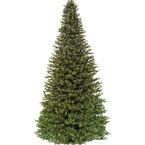 midland wexford spruce