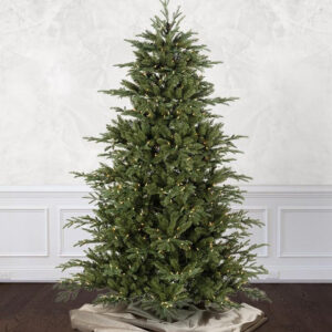 mountain frasier fir