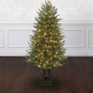 potted cumberland fir