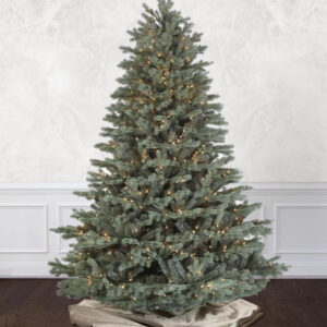 Savoy Blue Spruce