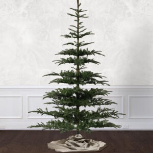 scandinavian fir