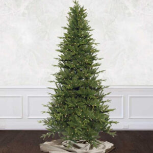 Sierra Mountain Spruce