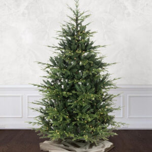 western balsam fir